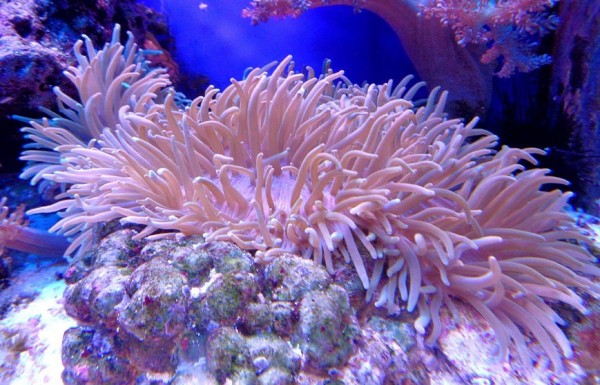 Snorkeling Adventure in Marsa Mubarak